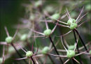 Allium seed head